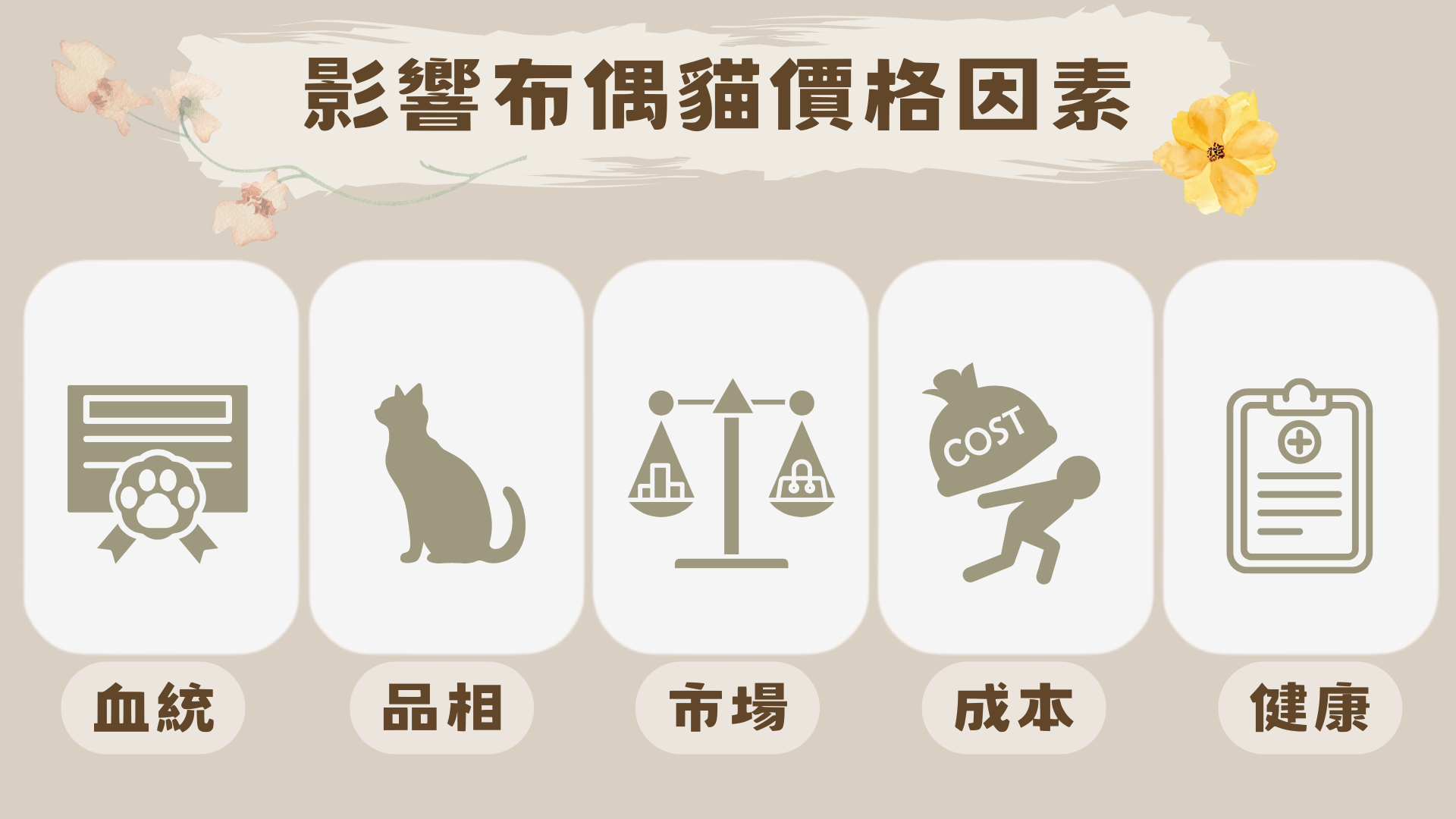 影響布偶貓價格的因素