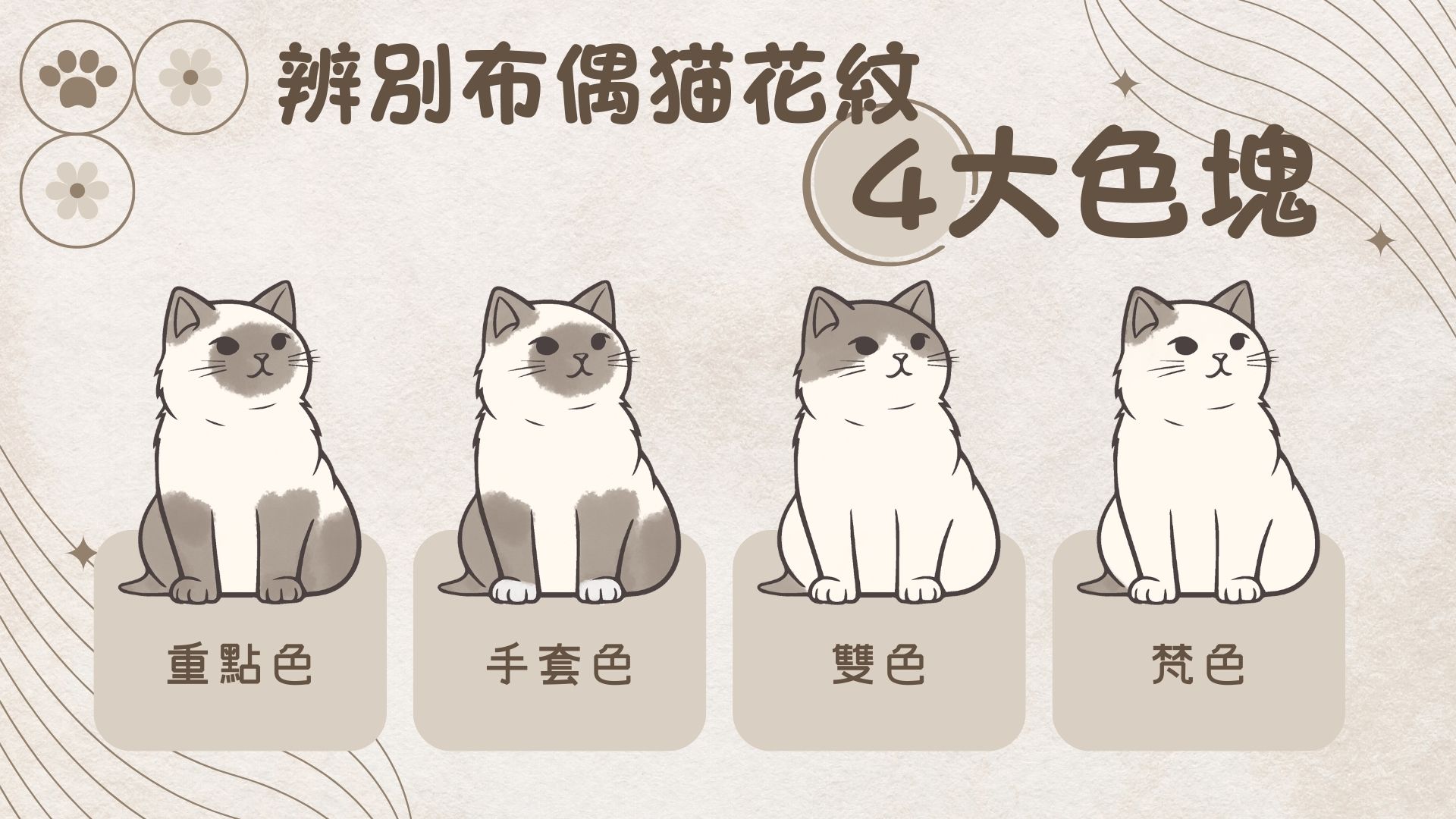 辨別布偶貓花色