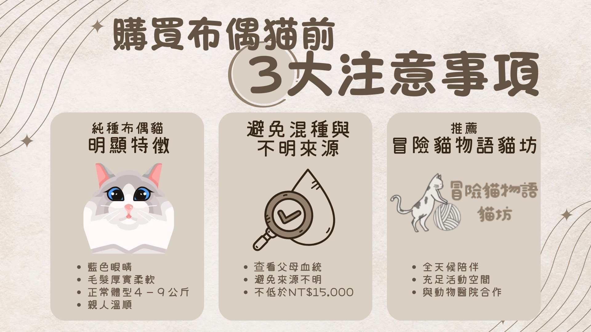 購買布偶貓的注意事項