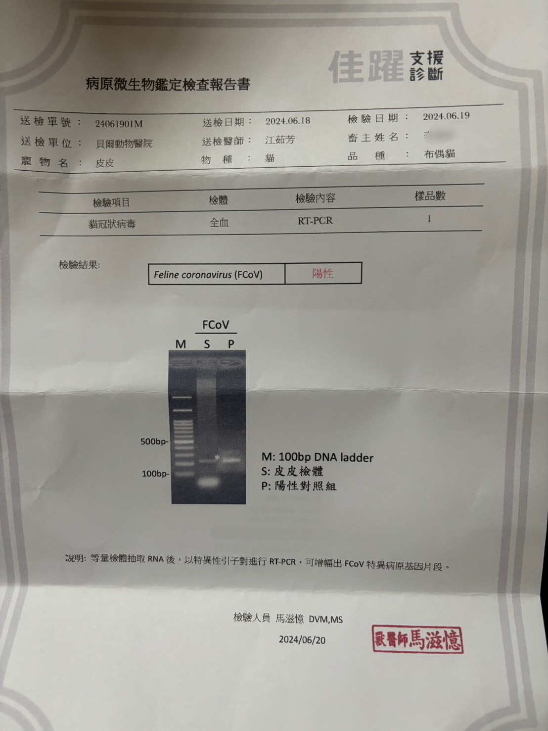 PCR檢測報告