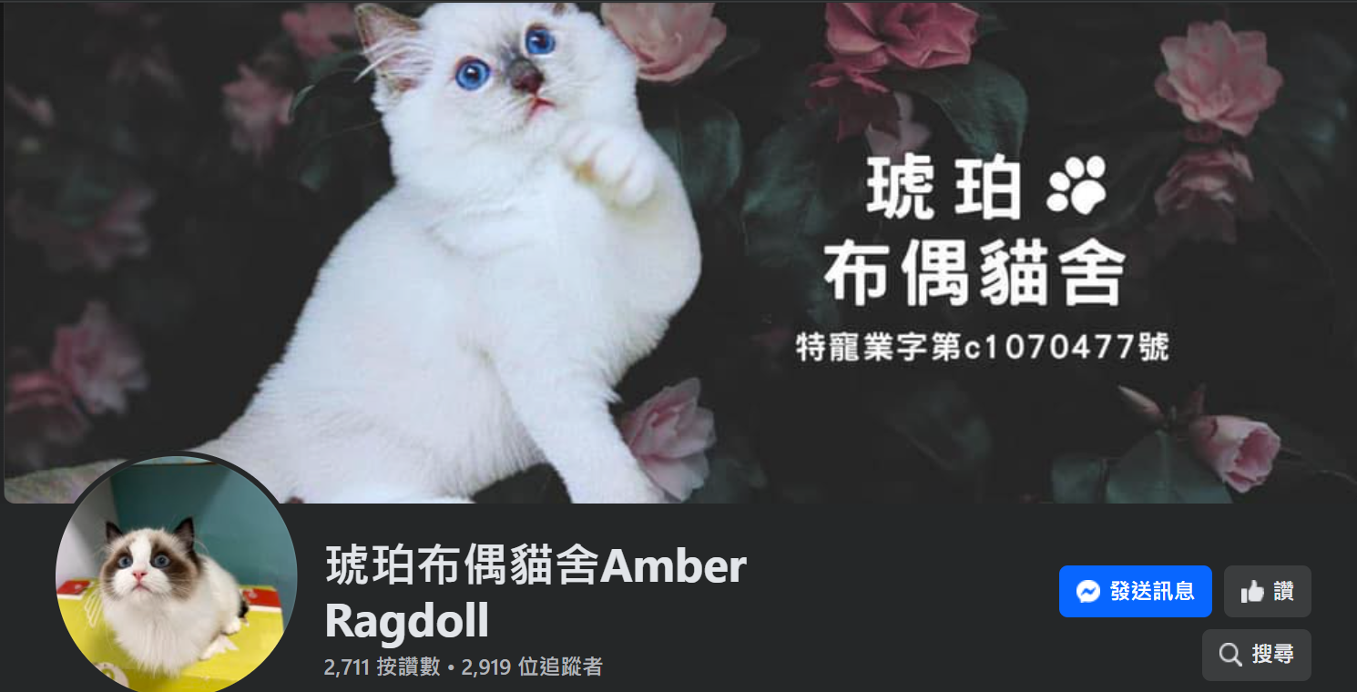 琥珀布偶貓舍