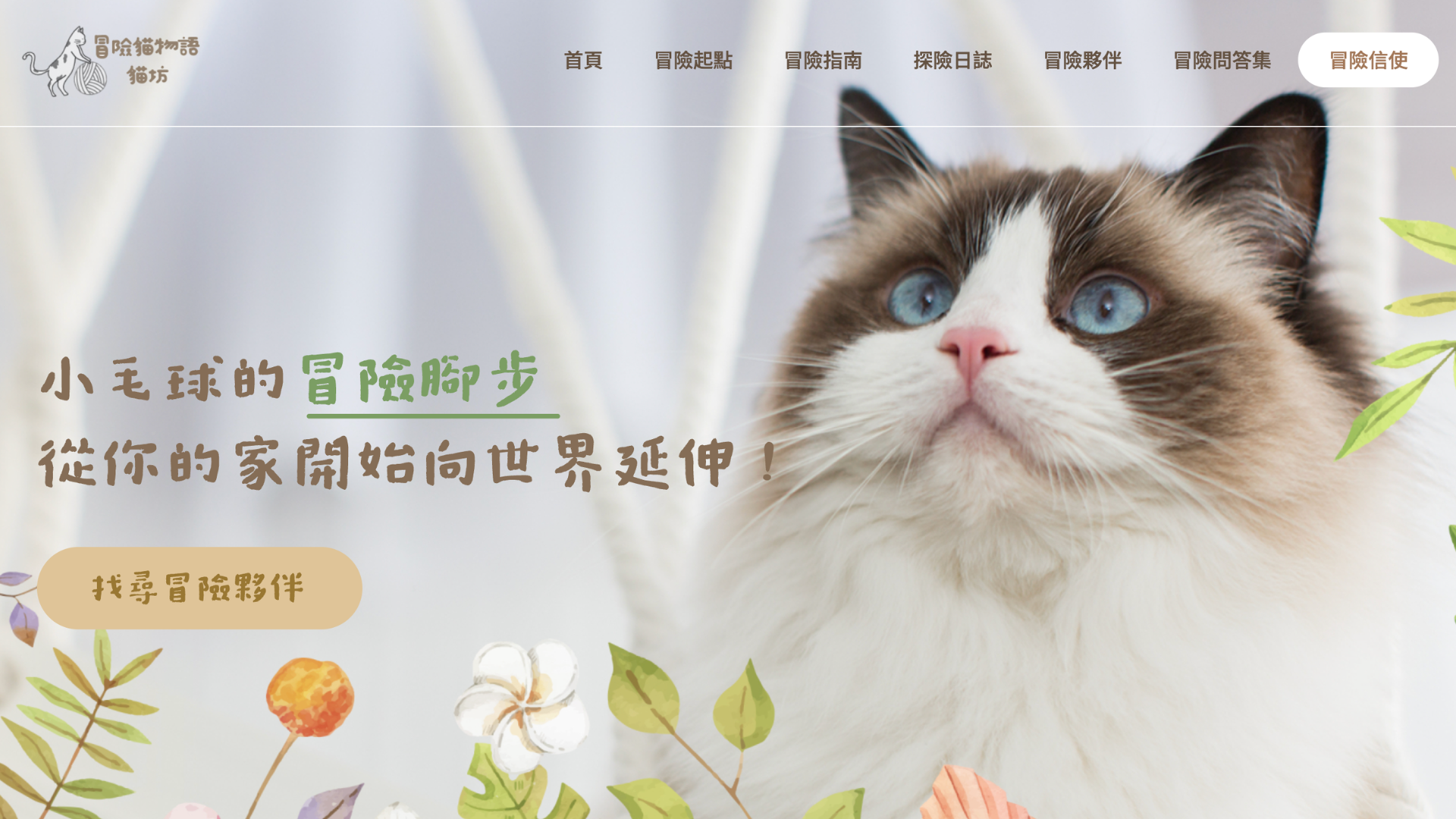 台中布偶貓貓舍推薦冒險貓物語