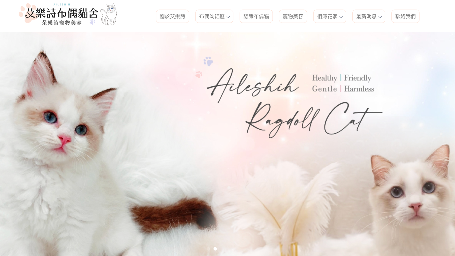台中布偶貓貓舍推薦艾樂詩布偶貓舍