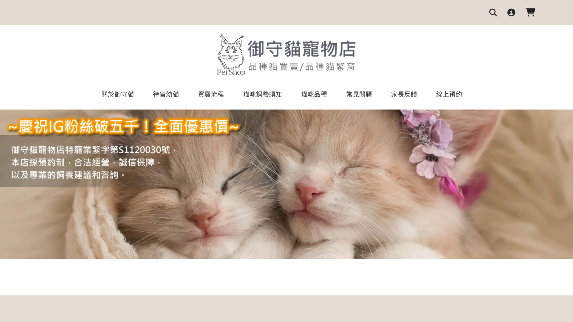 台中布偶貓貓舍推薦御守貓寵物店