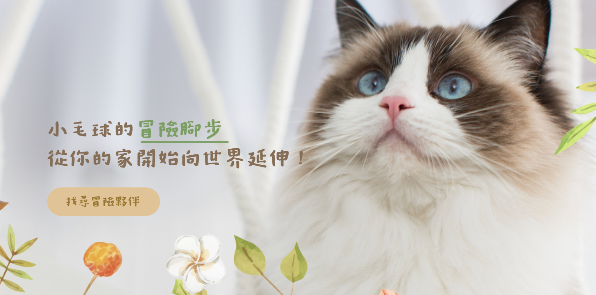 布偶貓飼養專家