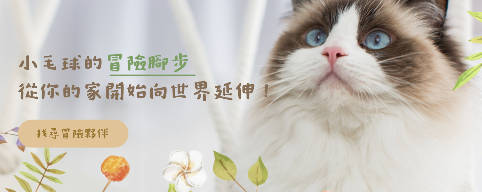 健康貓舍推薦冒險貓物語