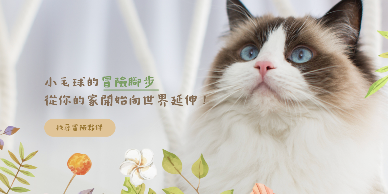 綠單貓舍推薦冒險貓物語