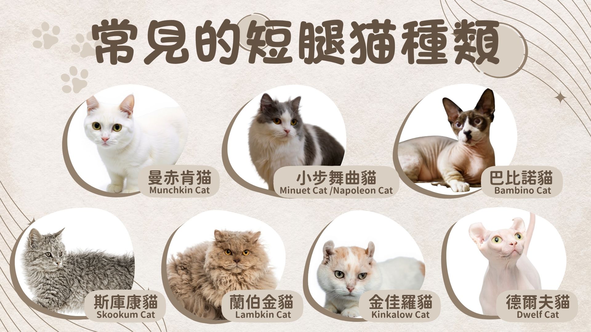 短腿貓種類