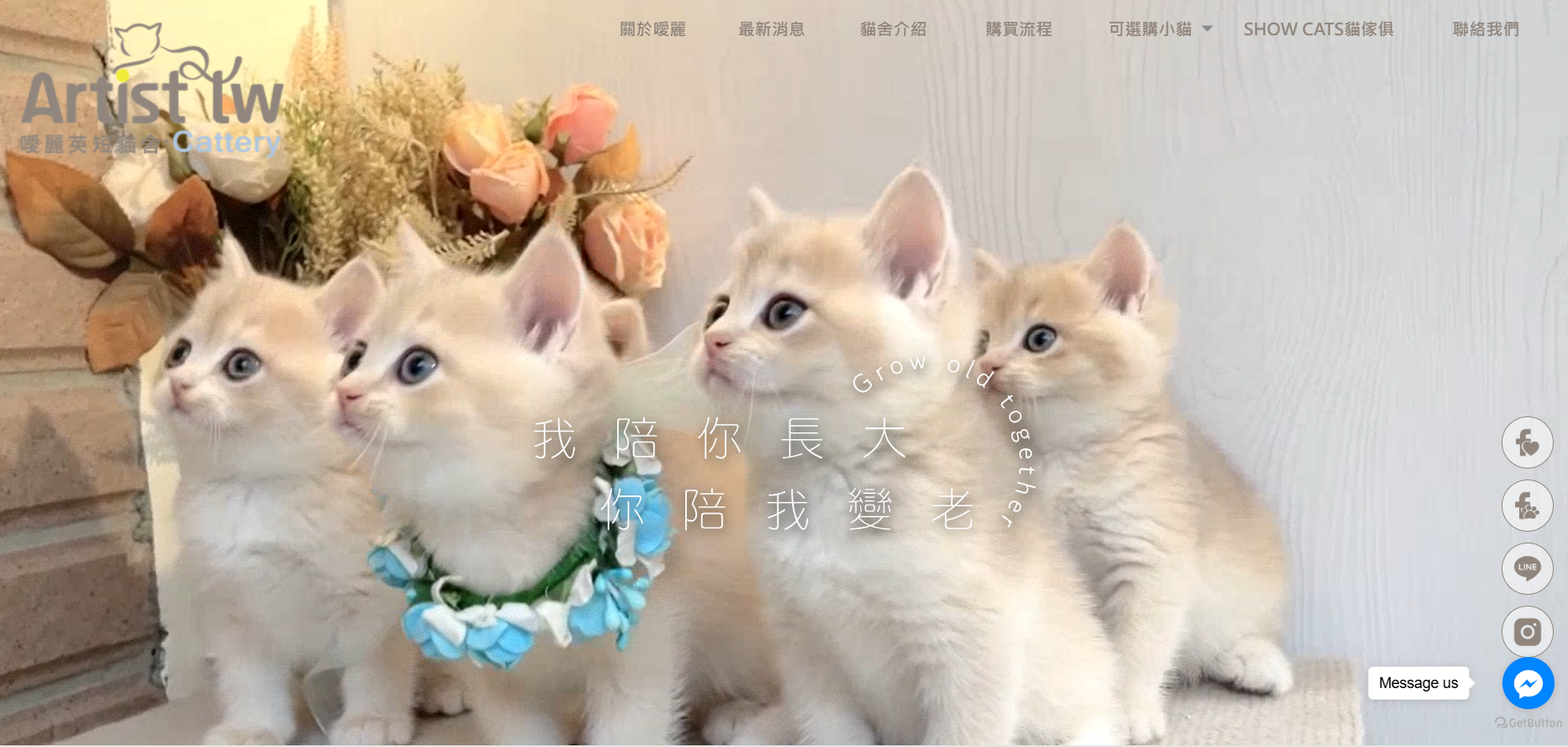 噯麗英短貓舍