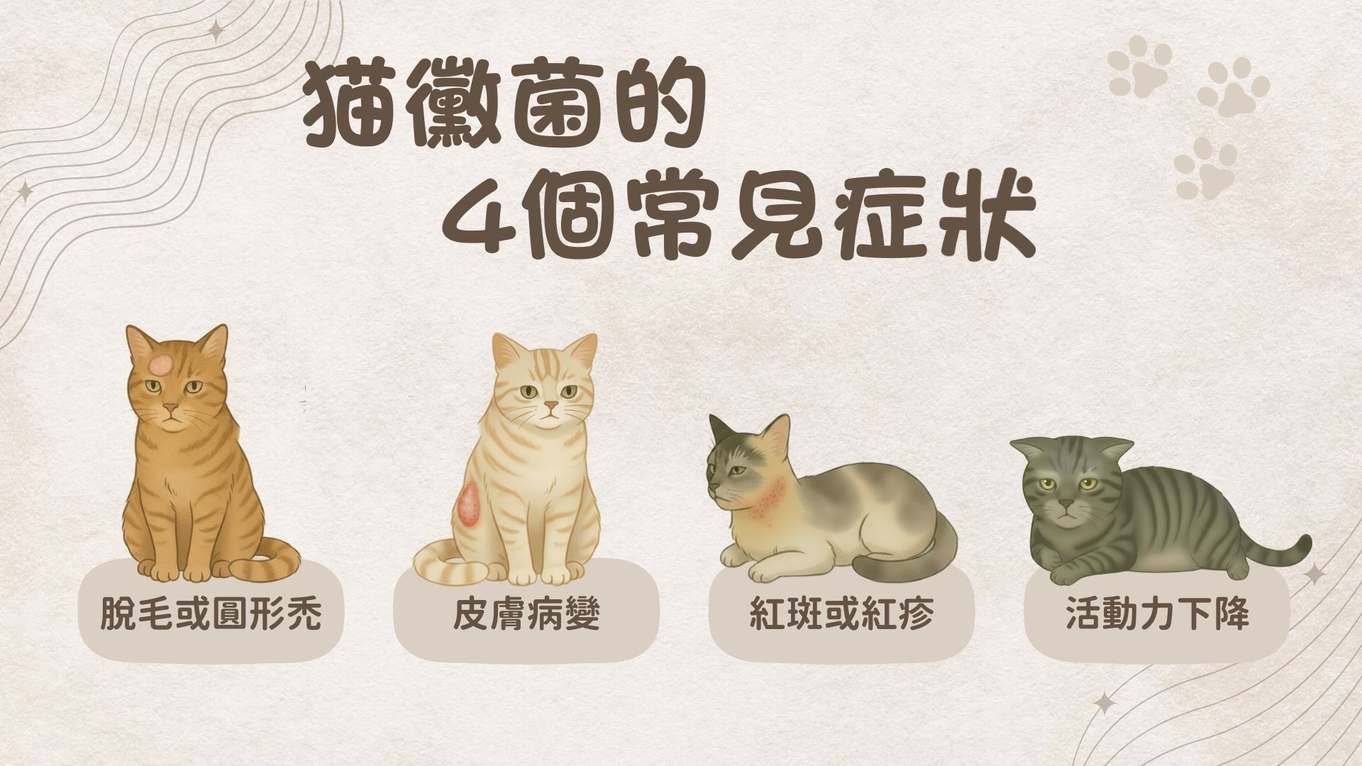 貓黴菌常見症狀
