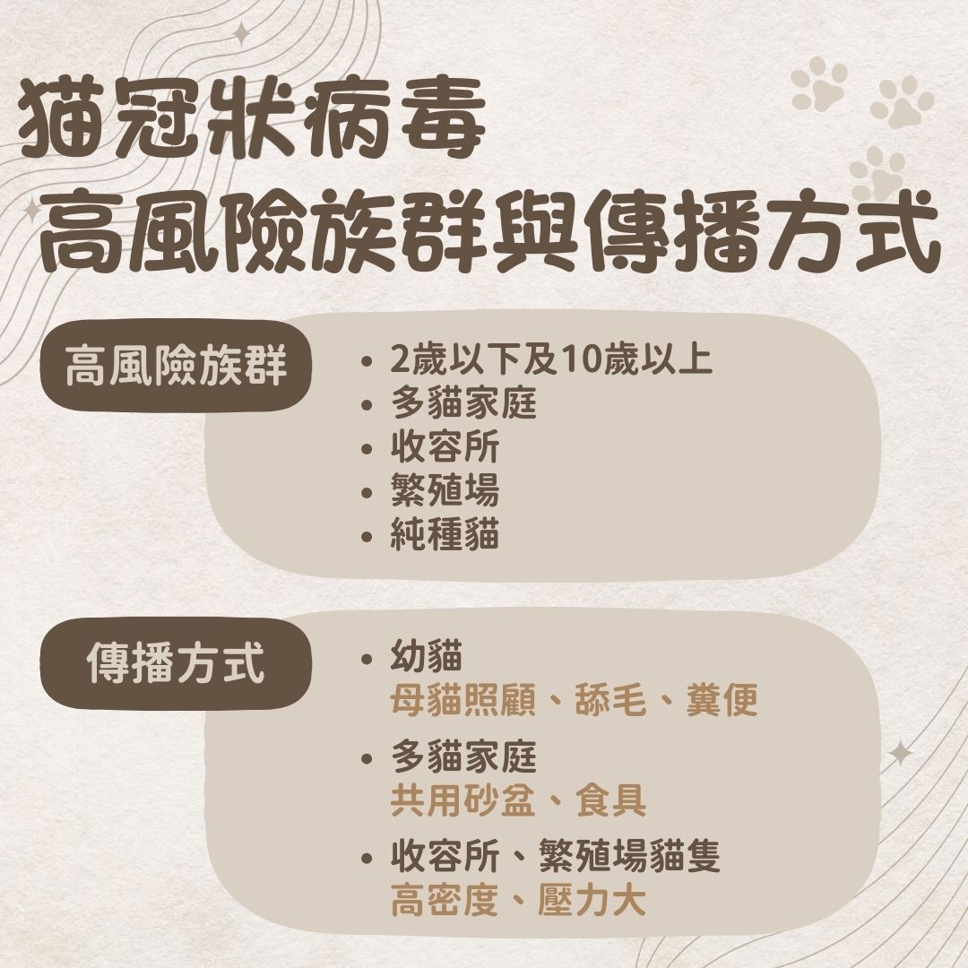 貓冠狀病毒高風險族群與傳播方式