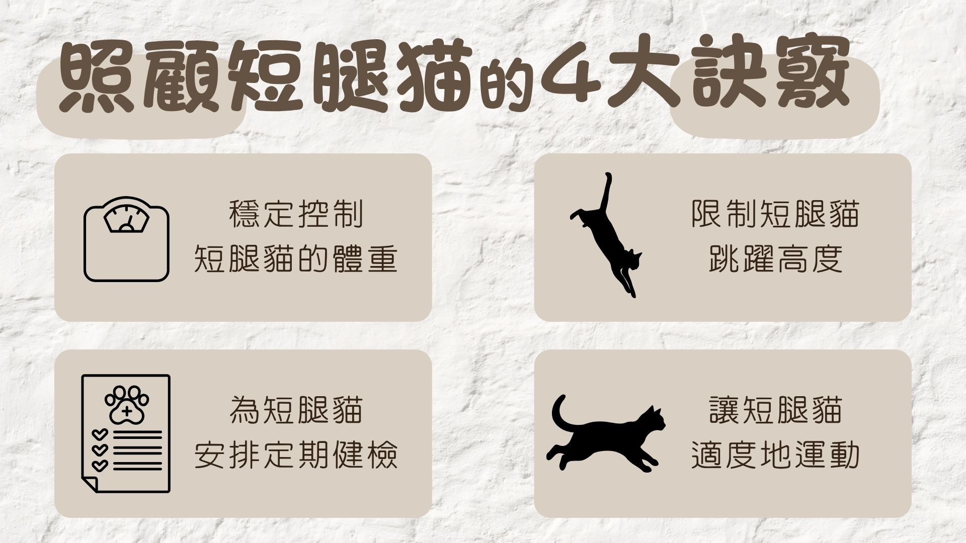 如何照顧短腿貓