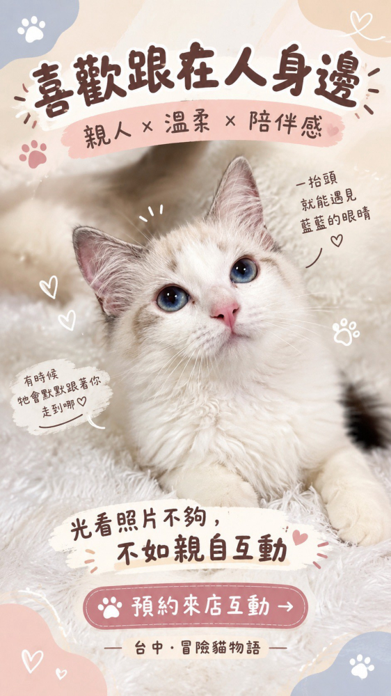 山貓紋布偶貓弟弟