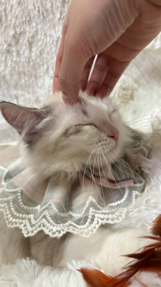 山貓紋布偶貓弟弟