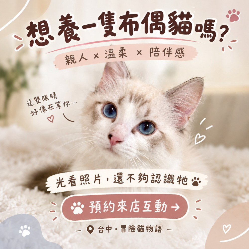 山貓紋布偶貓弟弟