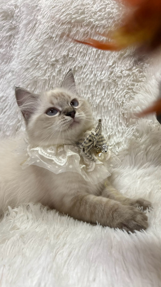 重點山貓紋布偶貓妹妹