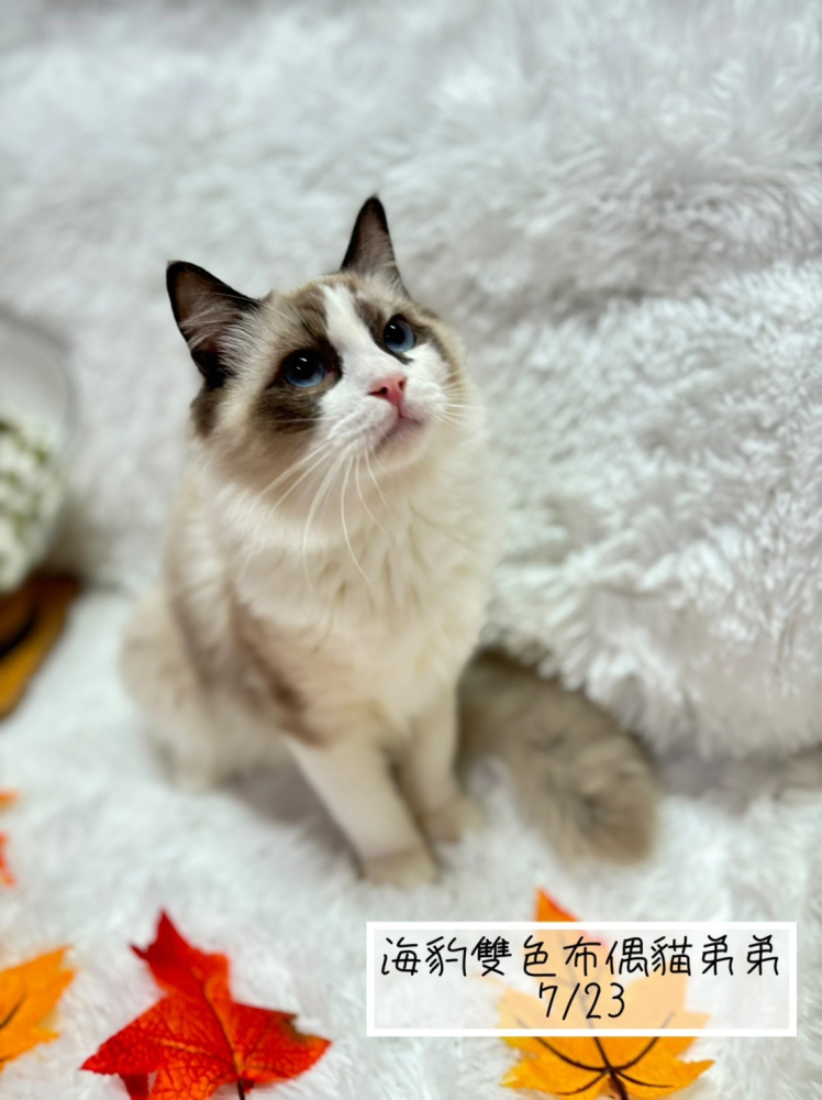 海豹雙色布偶貓弟弟