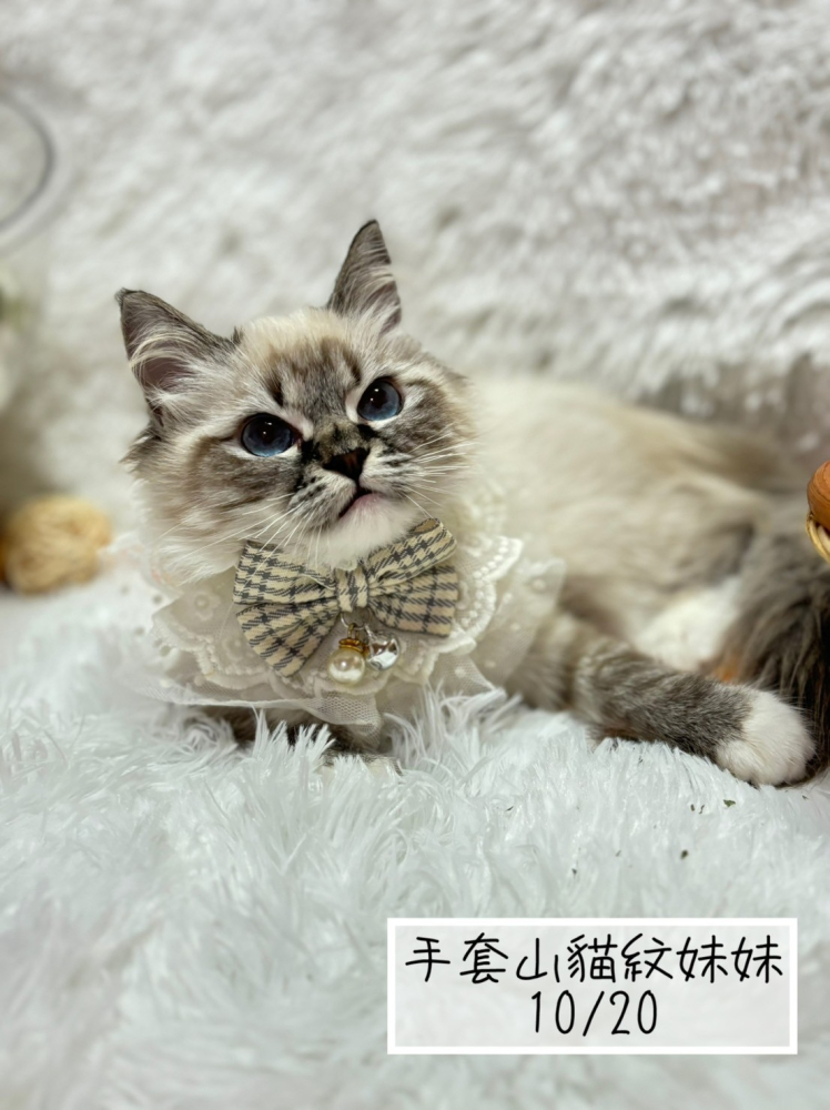 手套山貓紋布偶貓妹妹