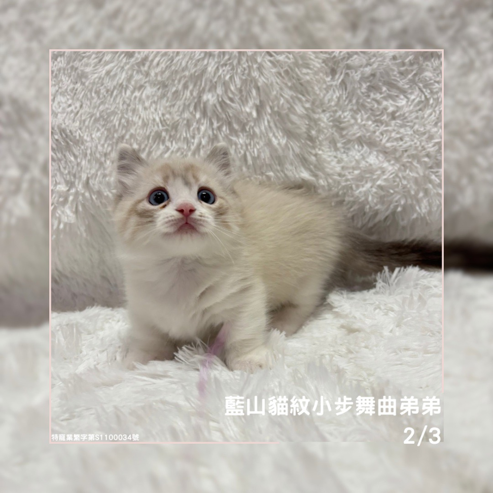 藍山貓紋小步舞曲弟弟