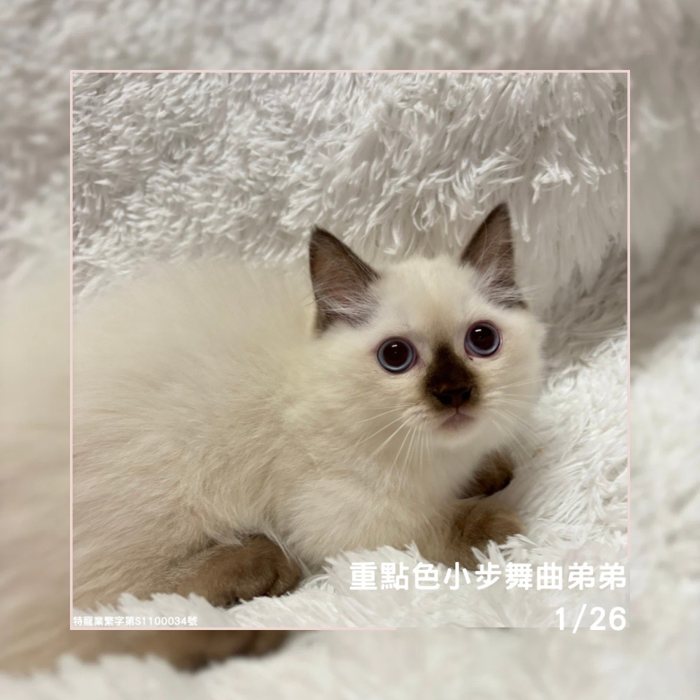 重點色小步舞曲弟弟