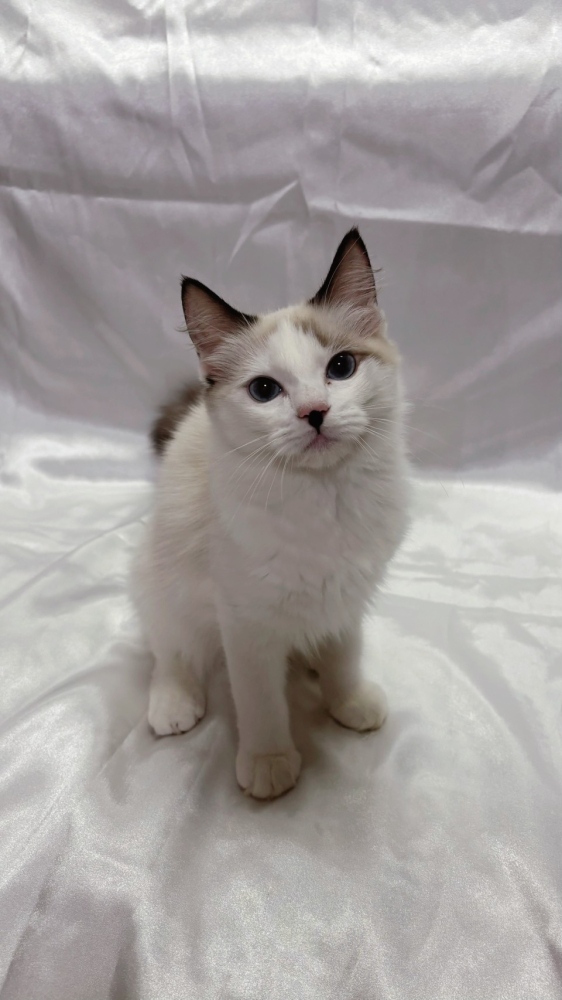 海豹雙色布偶貓弟弟