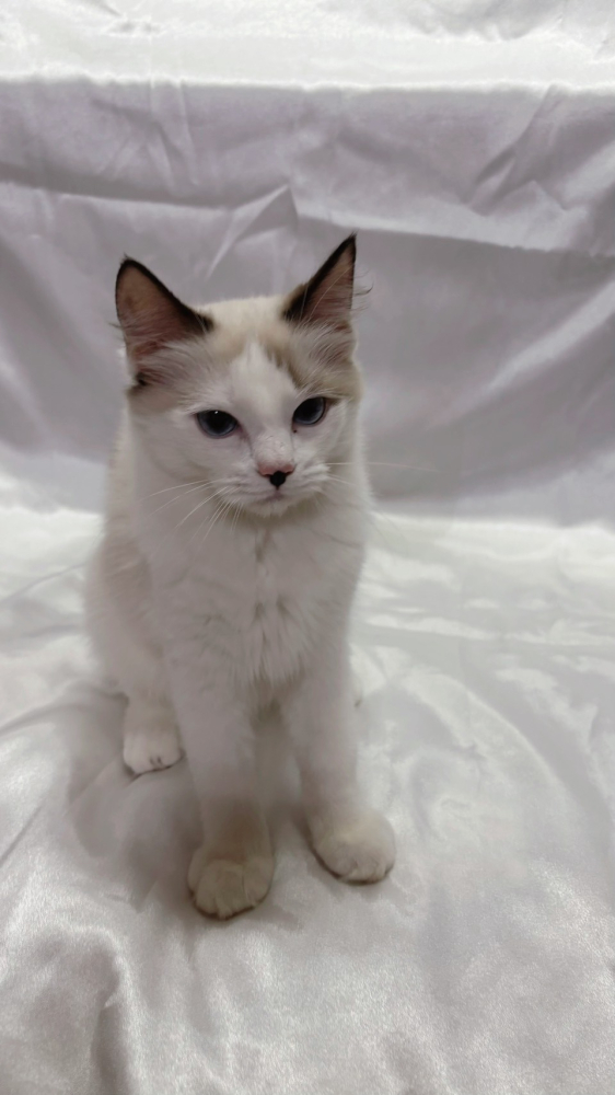 海豹雙色布偶貓弟弟