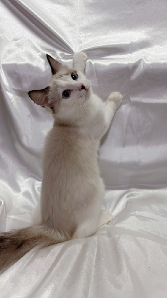 海豹雙色布偶貓弟弟