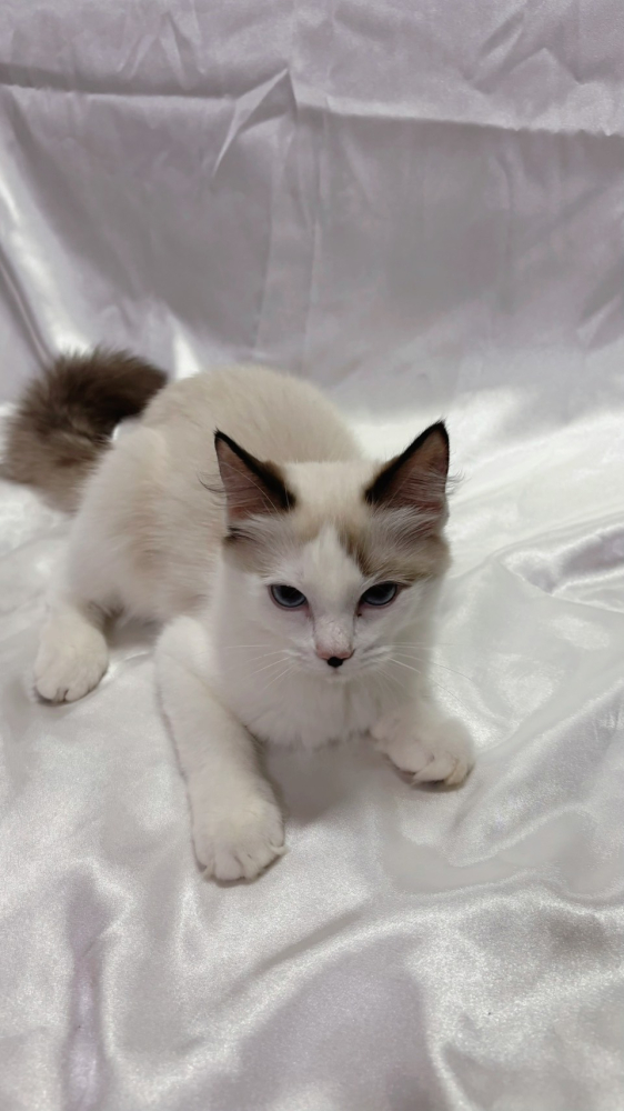 海豹雙色布偶貓弟弟