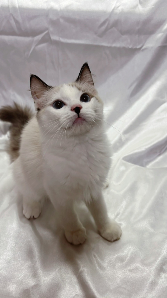 海豹雙色布偶貓弟弟